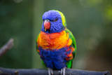 Fototapeta Tęcza - A colorful parrot