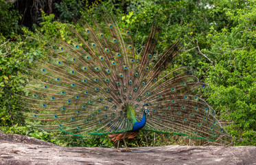 Peacock with a spread tail stands on a stone in the background of the jungle. Sri Lanka. Yala National park