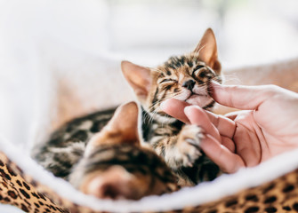 Young Bengal cat stroked under chin by a woman hand