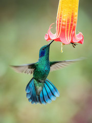 Colibri thalassinus, Mexican violetear The Hummingbird is hovering and drinking the nectar from the beautiful flower in the rain forest. Nice colorful background...