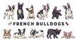 French bulldogs. Vector bulldog set. Funny cartoon puppy isolated on white background. Puppy bulldog, purebred dog funny illustration