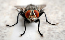 Close Up Macro Of Common Fly Or Housefly