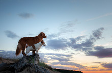 Two Dogs Stand On A Log Against The Backdrop Of Sunset At Sea. Nova Scotia Duck Tolling Retriever And A Jack Russell Terrier