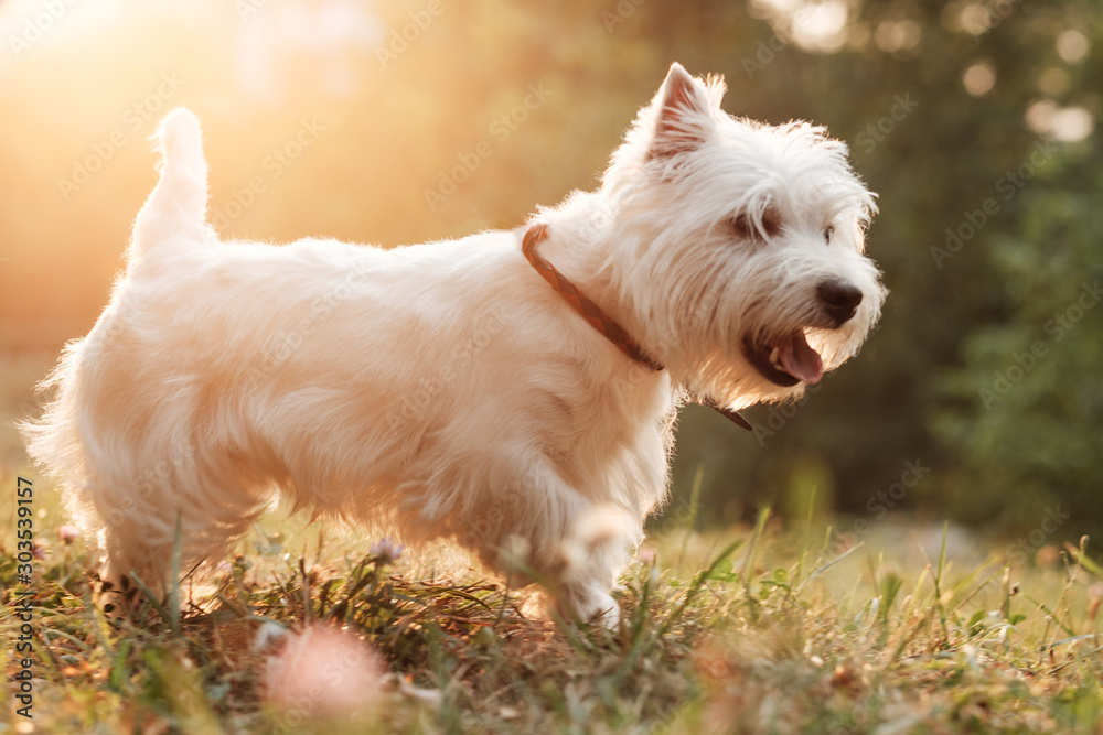 Portrait of One West Highland White Terrier in the Park - obrazy, fototapety, plakaty 
