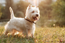 Portrait Of One West Highland White Terrier In The Park