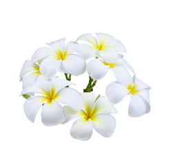 Frangipani ( plumeria ) flower isolated on white