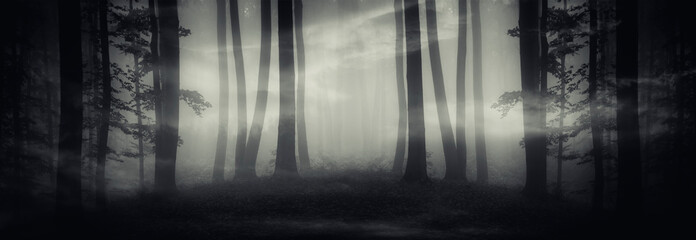 Naklejka panorama drzewa las ścieżka zmierzch