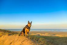 Observing German Shepherd Dog Posing In The Warm Light Of Sunrise On Dune Top Dutch Coastline With The Beach On The North Sea In Background Against Blue Sky