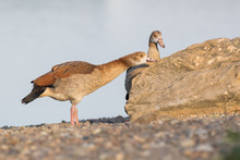 Juvenile Egyptian Geese Next To A Lake