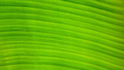 Wall Mural - fresh green Leaf texture background of banana