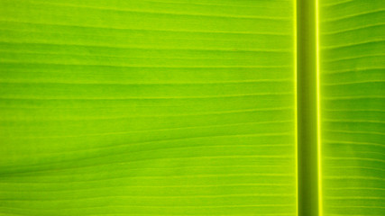 Wall Mural - fresh green Leaf texture background of banana