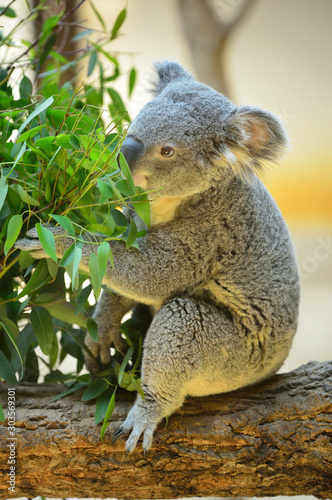 ユーカリの葉を食べるコアラ Stock Photo Adobe Stock