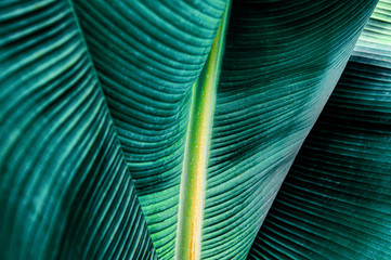  tropikalny liść bananowy tekstury, duże liście palmowe natura ciemnozielone tło
