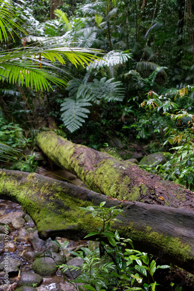 Lasy deszczowe Australii - obrazy, fototapety, plakaty 