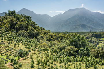 Canvas Print - rural scenery of tea farm at Yuchi