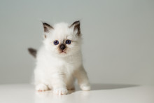 Small Kitten Cat Breed Sacred Burma On A Light Background