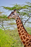 Fototapeta Zwierzęta - giraffe in serengeti