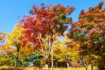 Wall Mural - multi-colored maple trees in Namsan Park in Seoul