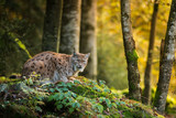 Eurasian lynx in the natural environment, close up, Lynx lynx