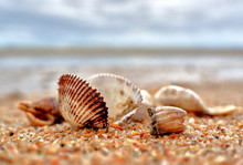 Sea Shell On The Beach