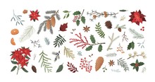 Winter Christmas Plants Textured Illustrations Set. Poinsettia, Spruce, Pine, Cedar, Mistletoe And Orange Realistic Design Elements Pack. Festive Xmas Decor, Plant Branches, Flora, Foliage.