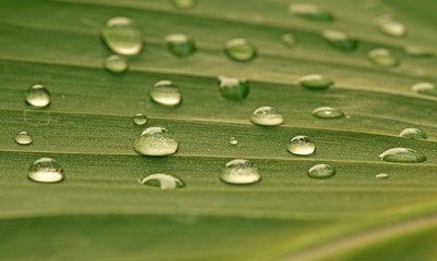 Canvas Print - Gouttes d'eau sur une feuille