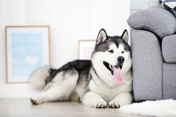 Wall Mural - Malamute dog lying on the floor at home