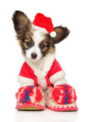 Wall Mural - Continental toy spaniel puppy in Christmas hat