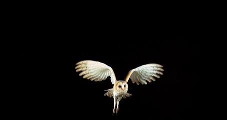 Wall Mural - Barn Owl, tyto alba, Adult in flight, Normandy in France, Slow Motion 4K