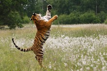 The Siberian Tiger (Panthera Tigris Tigris), Or  Amur Tiger (Panthera Tigris Altaica) With Yellow And Green Background. Tiger Jumping In Flowers.