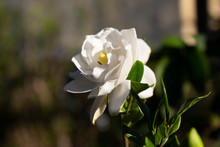 White Flower Gardenia By Imadnation
