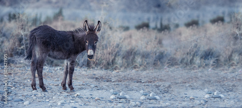 Photo Donkey with natural landscape in Nubra valley, India.