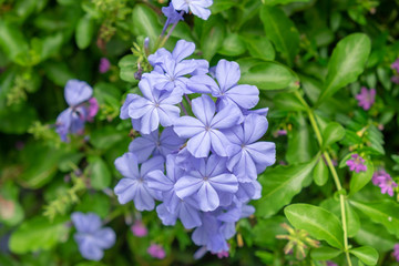 Wall Mural - Plumbago, Cape leadwort, purple flower and green leaf