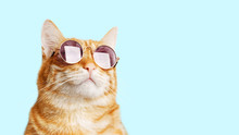 Funny Cat Stock De Foto Gratis Public Domain Pictures
