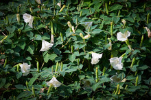 Datura Arborea Flowers ( Solanaceae Family )