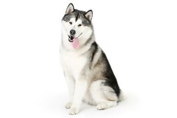 Wall Mural - Malamute dog isolated on white background