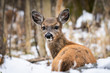Cute, fuzzy whitetail fawn in snow