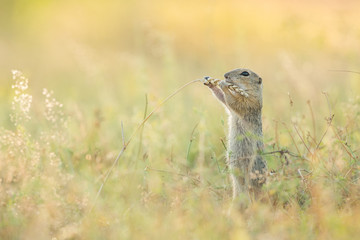 Cute ground squirrel in the natural environment, wildlife, natural habitat, Europe, Spermophilus citellus, close up