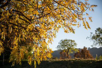 Wall Mural - Fall Foliage