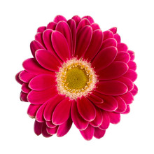 Top View Of Fuchsia Gerbera Flower. Isolated On White Background.