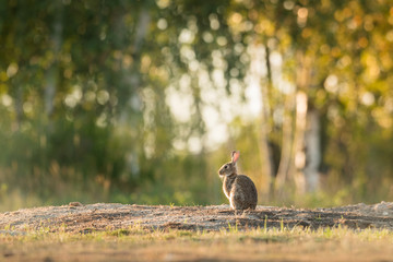 Wall Mural - Cute wild rabbit in the natural environment, wildlife, habitat, close up, Oryctolagus cuniculus