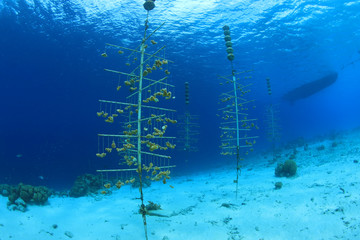 Wall Mural - Aquaculture of corals