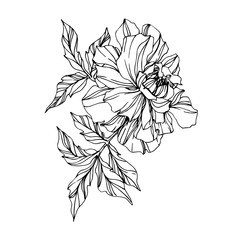 Wall Mural - Vector Marigold floral botanical flowers. Black and white engraved ink art. Isolated tagetes illustration element.