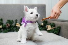 Puppy West Highland White Terrier