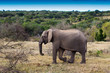 Elefant from the side in south africa