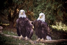 Closeup Of Two Bald Eagles Sitting Near Each Other With A Natural Background