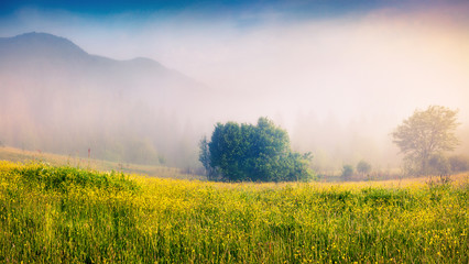 Wall Mural - Foggy morning scene in a mountain valley. Fresh grass and flowers in a morning dew. Sunrise in Carpathians, Ukraine, Europe. Beauty of nature concept background.