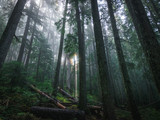 Fototapeta Las - Sun shining through the foggy forest, creating a mystic scenery.