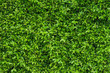 Natural green leafy wall background with dark green in garden , light green alternating with black shadow at the edges Can be used as a background image or natural image. surface for any design.