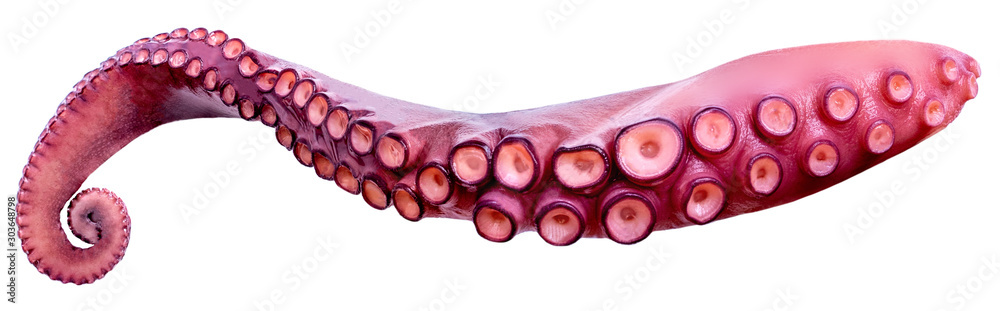 Tentacles of octopus isolated on white background closeup.  Sea food - obrazy, fototapety, plakaty 